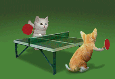 Cats ping pong